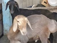 公羊, Hissar sheep — 照片 4