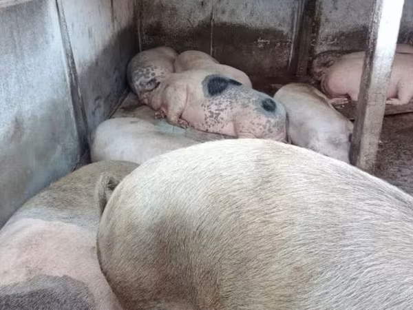 公猪, Pigs