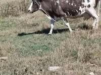 بقرة, الماشية — الصورة 3