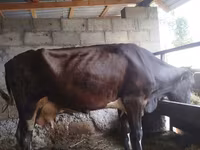 Cow, Cattle — photo 4