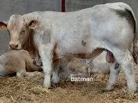 公牛, Charolais cattle — 照片 3