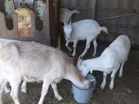 Goat, LaMancha goats — photo 5