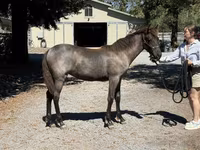 母马, Rocky Mountain Horse — 照片 6