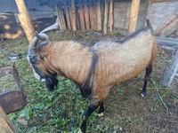 公山羊, LaMancha goats — 照片 1