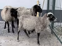 Carnero, Hissar sheep — foto 1