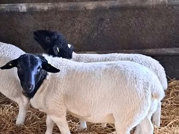 公羊, Dorper sheep
