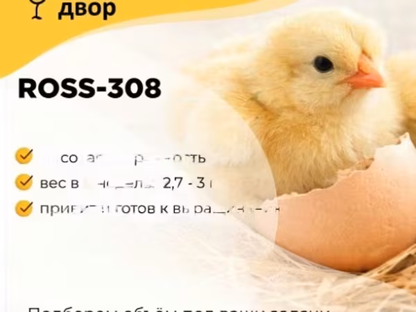 罗斯308