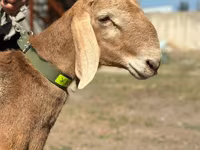 Ram, Arashan sheep — photo 1