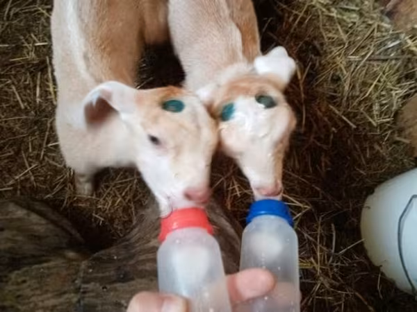 公山羊, Goats — 俄罗斯