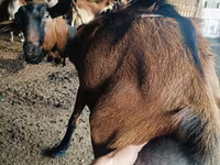 बकरा, Nubian Goat — फ़ोटो 2