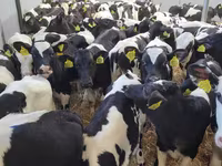 公牛, Cattle — 照片 3
