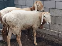 公羊, Arashan sheep — 照片 4