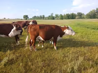 Cow, Latvian Blue cattle — photo 3