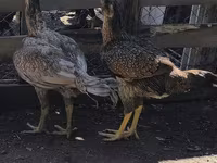 ऑस्ट्रेलियन गेम — फ़ोटो 1