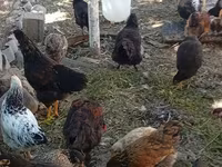 Chickens — Foto 4