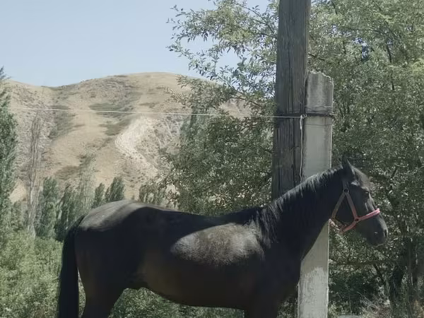 Caballo, Caballos — Kirguistán