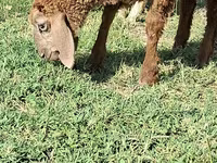 公山羊, Goats — 照片 3