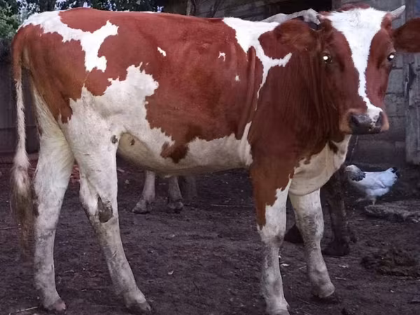母牛, Cattle