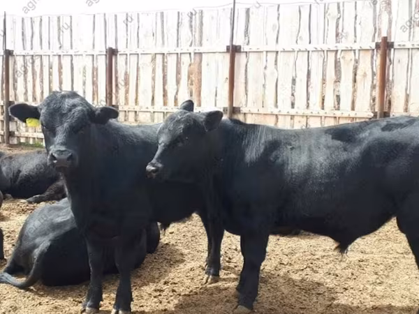 Toro, Ganado vacuno
