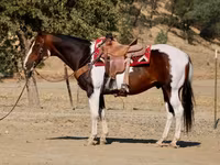 घोड़ा, National Show Horse — फ़ोटो 5