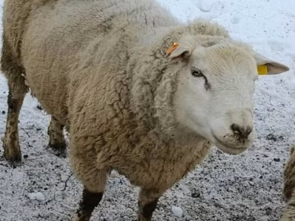 公羊, Sheep — 俄罗斯