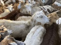 母羊, Sheep — 照片 5