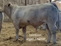 公牛, Charolais cattle — 照片 6