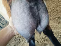 बकरा, Nubian Goat — फ़ोटो 1
