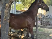 Horse (M), Horses — photo 4