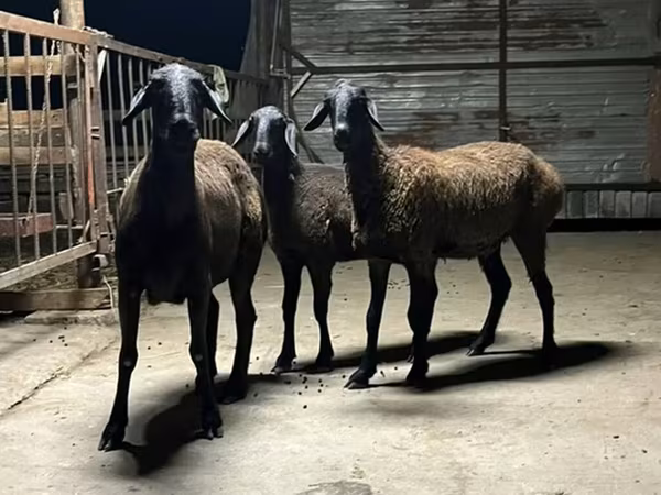 Schaf, Hissar sheep