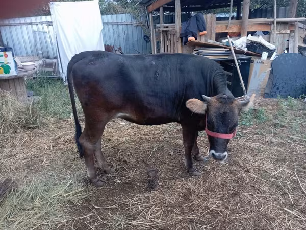 Swiss cattle