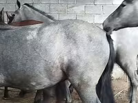公马, Horse breed — 照片 3