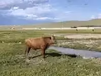 Bull, Cattle — photo 8