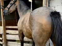 公马, French Trotter — 照片 3