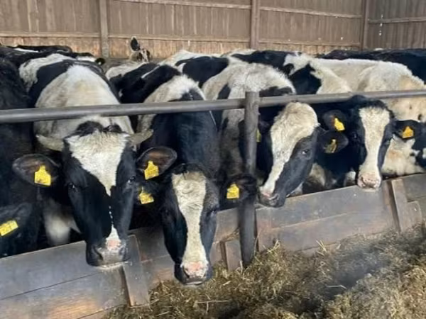 母牛, Russian Black pied cattle