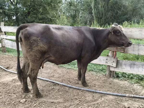 Rasa alatauska