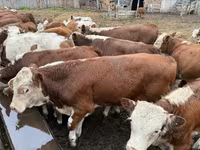 Cow, Cattle — photo 6