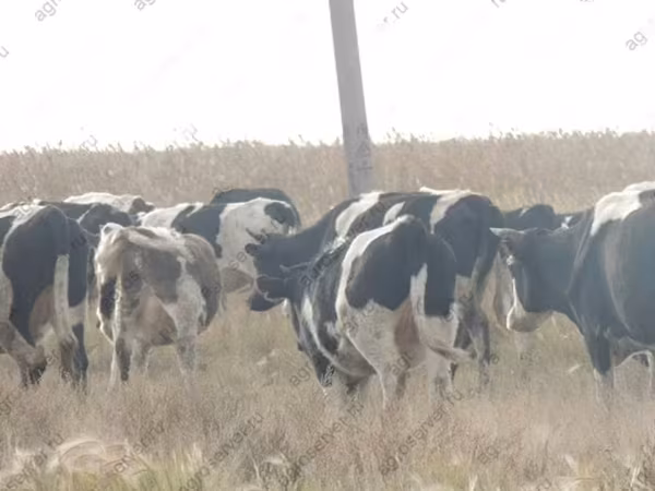 公牛, Holstein breed