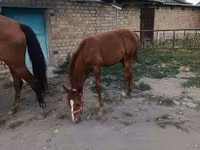 母马, Thoroughbred horse — 照片 5