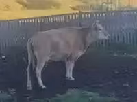母牛, Cattle — 照片 2
