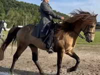 Caballo, Rocky Mountain Horse — foto 3