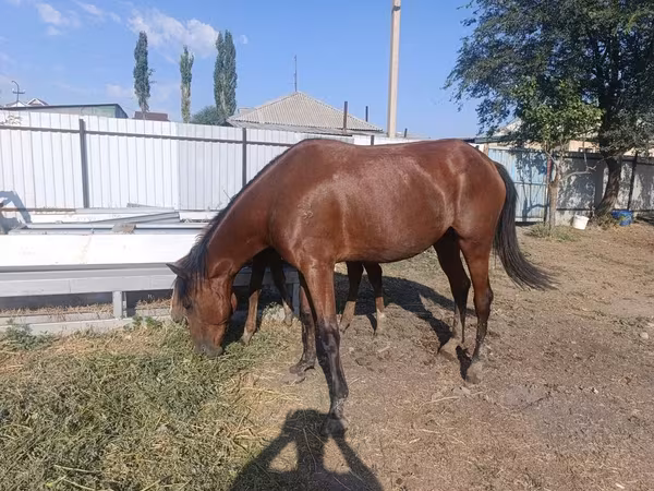 母马, Thoroughbred horse