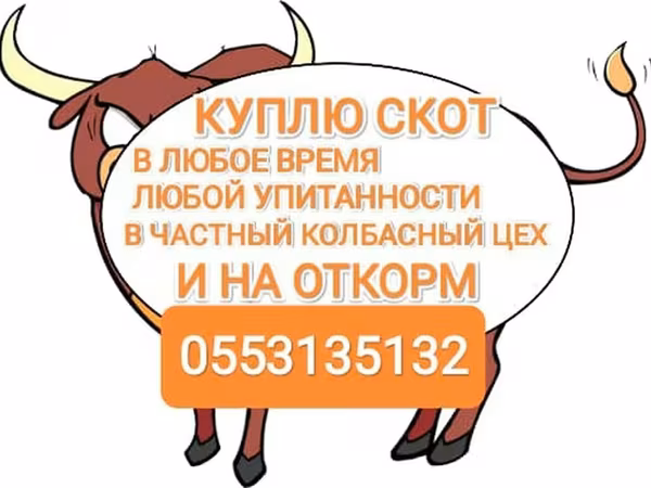 گاو