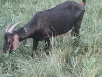 عنزة, Nubian Goat — الصورة 2