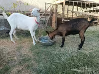 عنزة, Saanen goat — الصورة 1