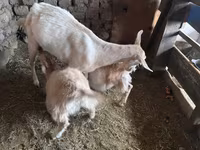 Ziege, Saanen goat — Foto 5