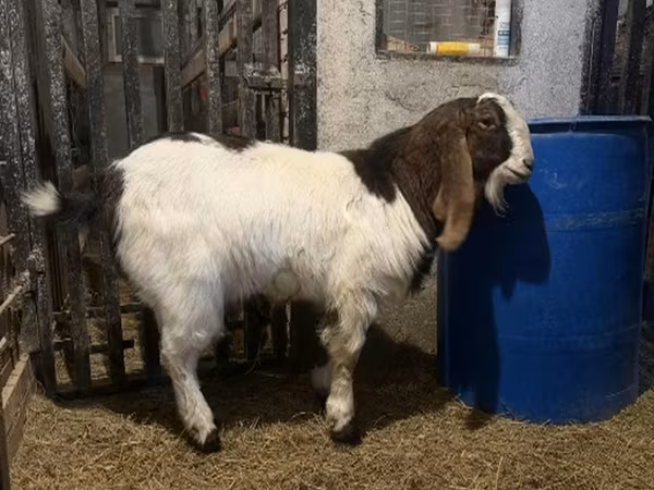 公山羊, Kamori goats — 俄罗斯