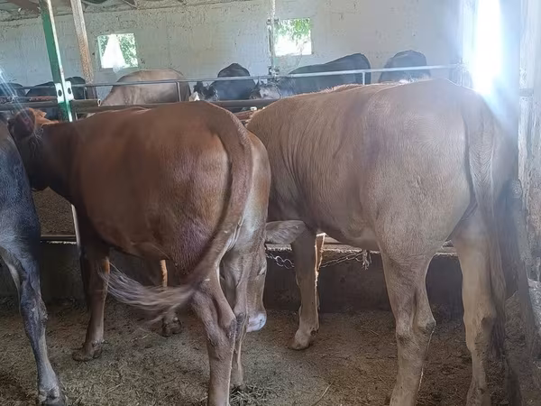 Alatau breed