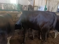 母牛, Alatau breed — 照片 7