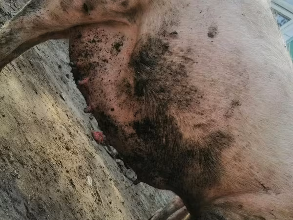 母猪, Pigs